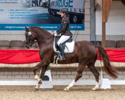 dressage horse Didavi (Westphalian, 2016, from Dankeschön)