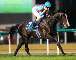 horse Equinox xx (Thoroughbred, 2019, from Kitasan Black xx)