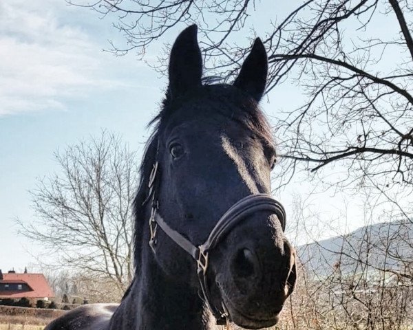 dressage horse Romeo Caruso (Hanoverian, 2008)