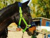 dressage horse Caramio (German Sport Horse, 1996)