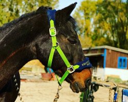 dressage horse Caramio (German Sport Horse, 1996)