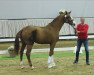 dressage horse Bonaventure K (Westphalian, 2018, from Callaho's Benicio)