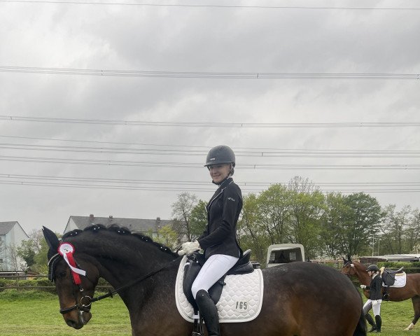 dressage horse Destano G (Hanoverian, 2014, from Tannenhof's Download)