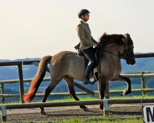 horse Sokron vom Panoramahof (Iceland Horse, 2013, from Narfi vom Panoramahof)