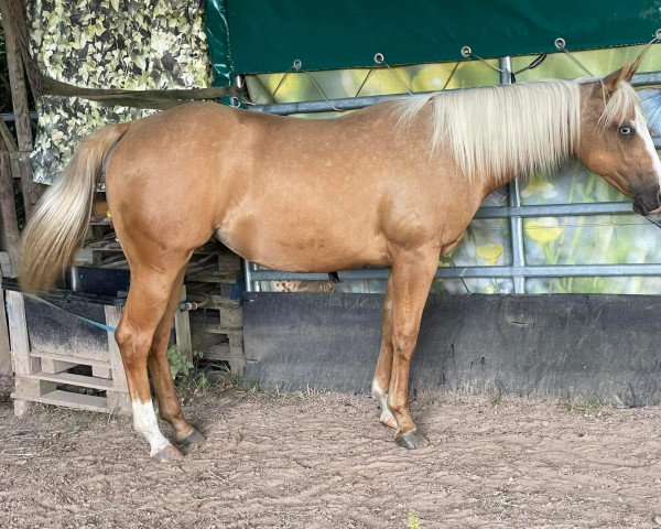 Pferd Rooster Boots Pena (Quarter Horse, 2021)