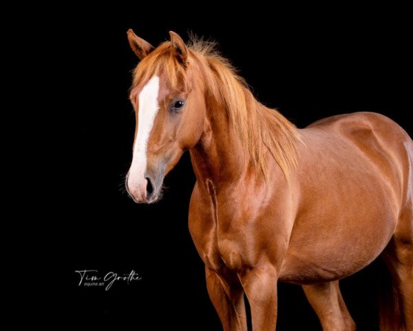 Pferd WO Mister Spataculaer (Quarter Horse, 2020)