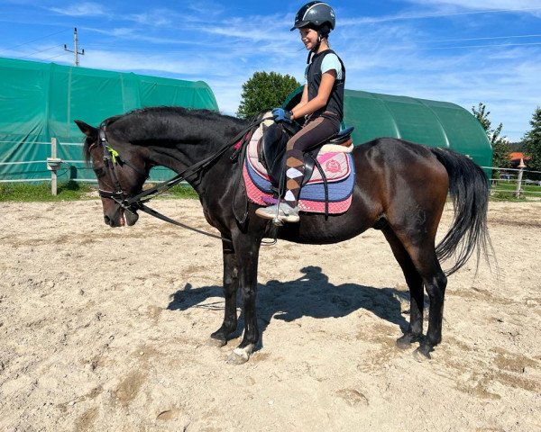 Pferd Top Nantario (Deutsches Reitpony, 1996)