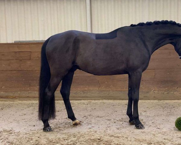 Pferd Muckel (Oldenburger, 2018)