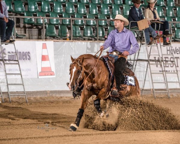 Pferd Hesa Hollywood Gun (Quarter Horse, 2016)