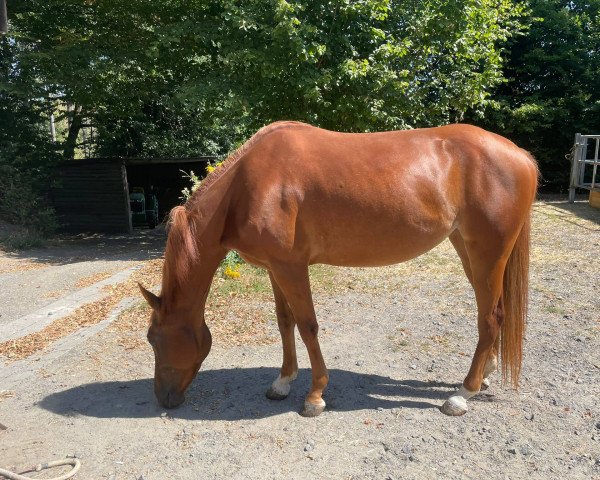 Pferd Lil Ruf Starlight (Quarter Horse, 2019)