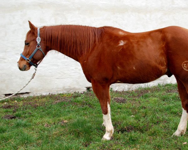 Pferd Kid Boy (Paint Horse, 2014)