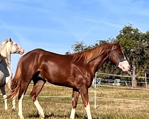 Pferd Guns Fancy Dam (Paint Horse, 2020)