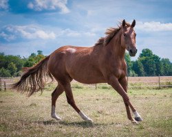 horse Graceful Machine DH (Paint Horse, 2018)