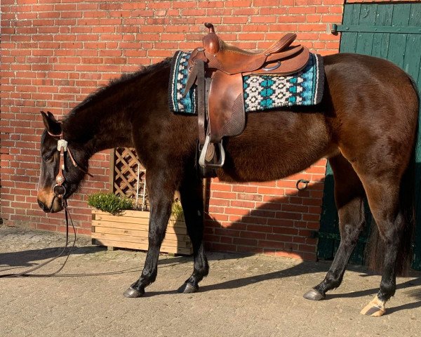 Pferd DT Wisely Elsa (Quarter Horse, 2020)