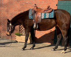 horse DT Wisely Elsa (Quarter Horse, 2020)