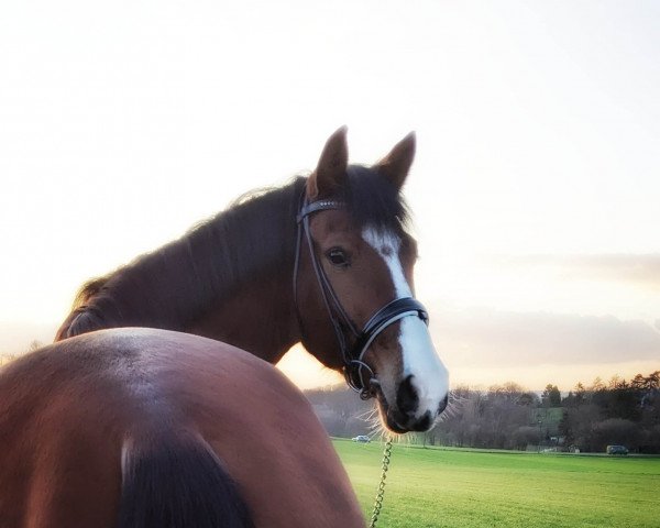 horse Amazing Start (German Riding Pony, 2017, from Alexandro P)