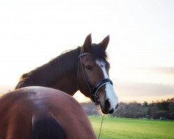 Pferd Amazing Start (Deutsches Reitpony, 2017, von Alexandro P)