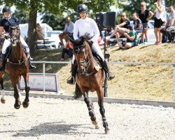 jumper Mary Poppins 86 (German Sport Horse, 2014, from Power Light)