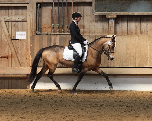 jumper Bahia-Blue in the dark (German Riding Pony, 2009, from Nacromancer in the dark)