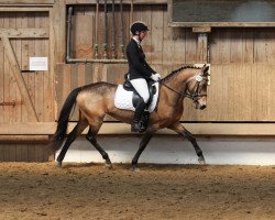 dressage horse Bahia-Blue in the dark (Deutsches Reitpony, 2009, from Nacromancer in the dark)