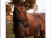 dressage horse Golden Gate 155 (Hanoverian, 2011, from Goldfever II)