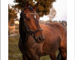 dressage horse Golden Gate 155 (Hanoverian, 2011, from Goldfever II)