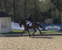 dressage horse Catch and smile (Oldenburg show jumper, 2013, from Commerze One)