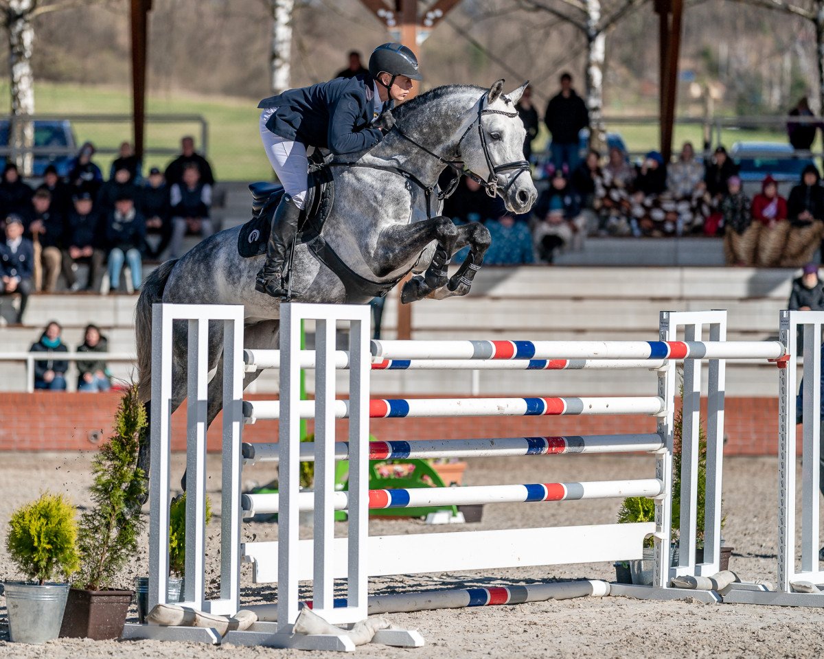 stallion Cannon Reuvekamp's Z (Czech Warmblood, 2015, from Cornet Obolensky)