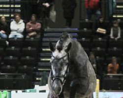 stallion Charles Darwin Zsp (German Sport Horse, 2018, from DSP Cashmoaker)