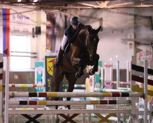 jumper Quick Step 97 (Hanoverian, 2018, from Qualito)