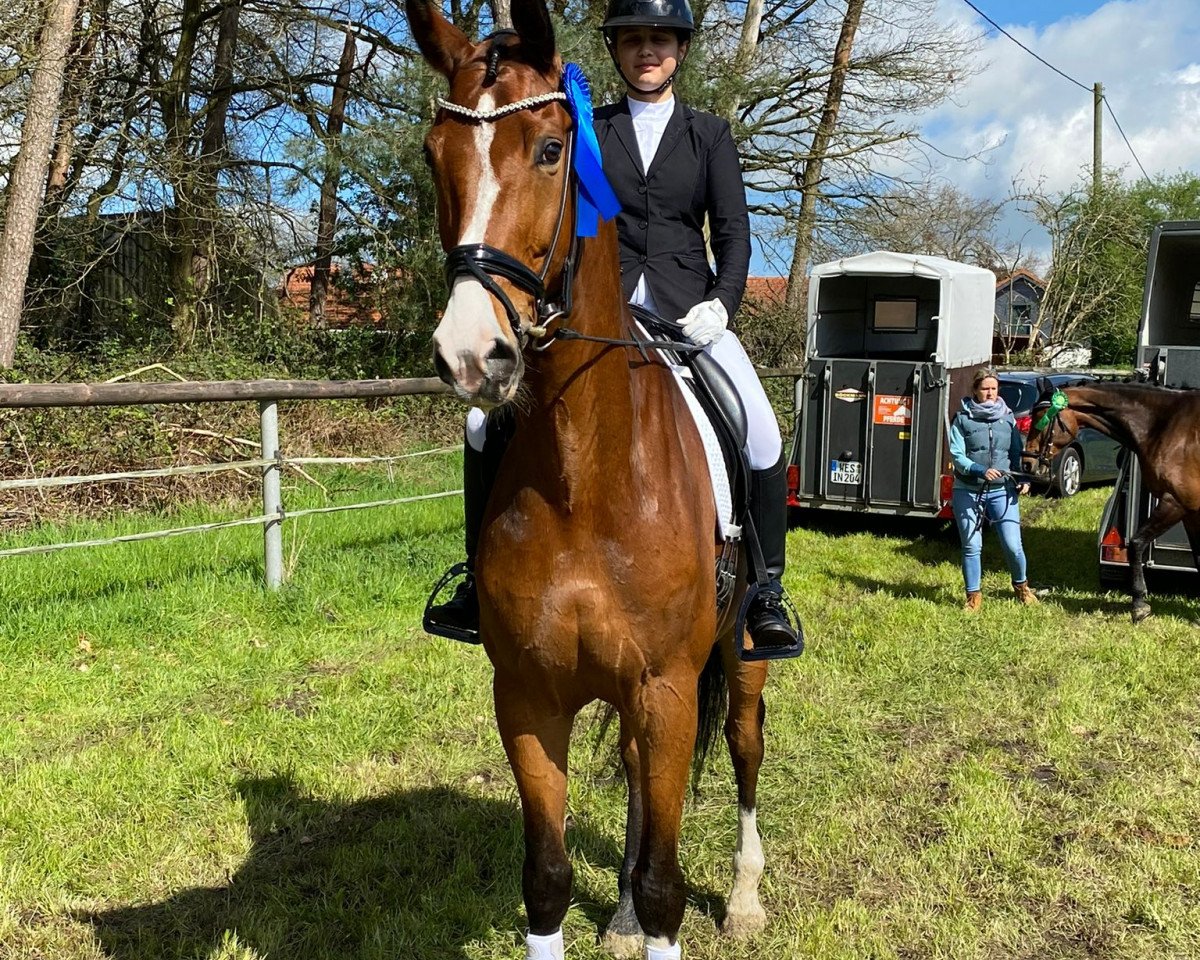 dressage horse Baumann`s Ramzes (Westphalian, 2012, from Royal Blend)