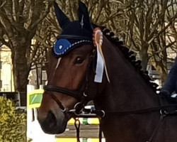 jumper Napo Léon (KWPN (Royal Dutch Sporthorse), 2018, from Global Express)