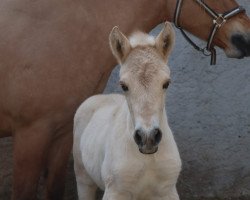 horse Bamira (Fjord Horse, 2023, from Smokey)