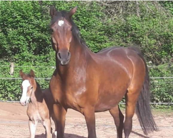 broodmare Suschenka (KWPN (Royal Dutch Sporthorse), 1999, from Acorado I)