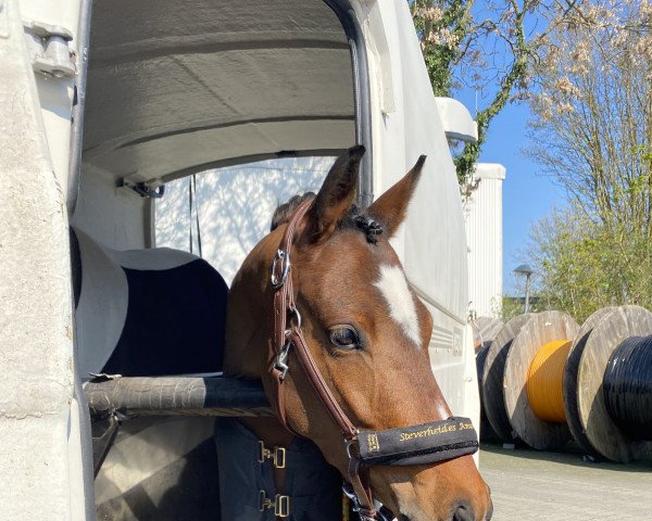 dressage horse Steverheides Amaretti (German Riding Pony, 2019, from A Gorgeous)