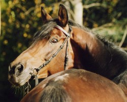 Deckhengst Egejus (Trakehner, 1991, von Wolteras)