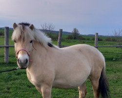 Pferd Mikada (Fjordpferd, 2016, von Terry)