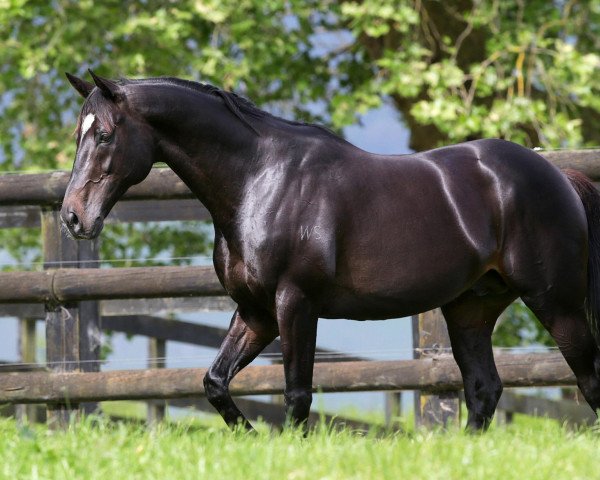 stallion Sacred Falls xx (Thoroughbred, 2009, from O'Reilly xx)