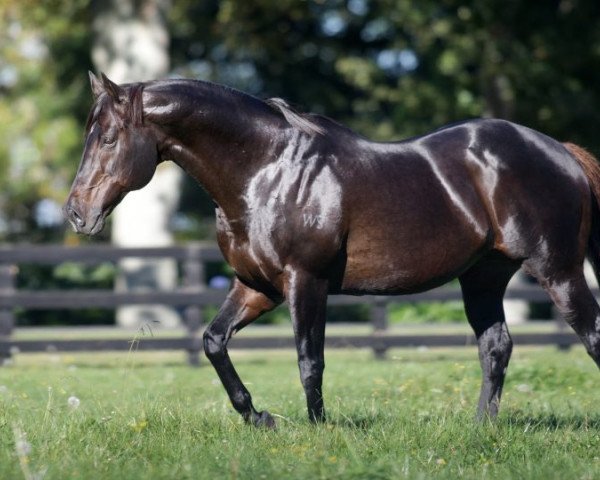 stallion O'Reilly xx (Thoroughbred, 1993, from Last Tycoon xx)