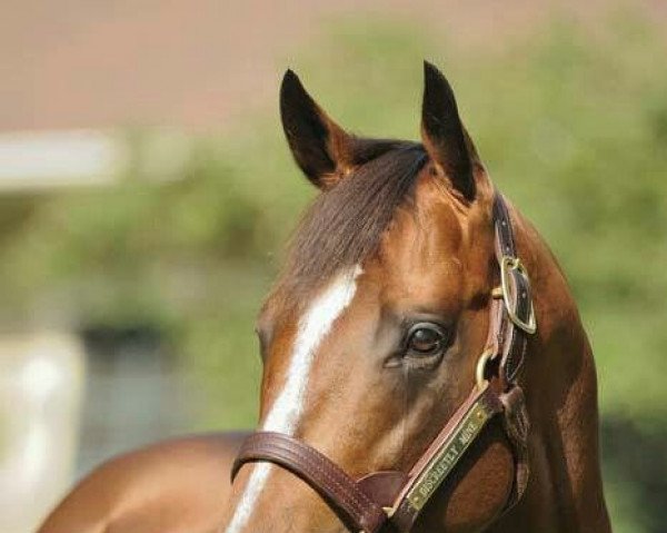 stallion Discreetly Mine xx (Thoroughbred, 2007, from Mineshaft xx)