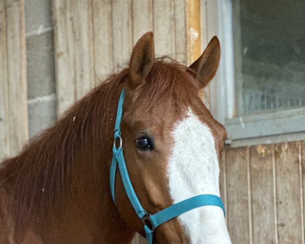 Pferd Karl Otto (Quarter Horse,  )