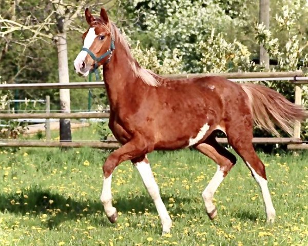 dressage horse Snow SK (Oldenburg, 2022, from Sky)