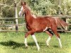 dressage horse Snow SK (Oldenburg, 2022, from Sky)