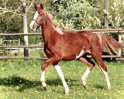 dressage horse Snow SK (Oldenburg, 2022, from Sky)