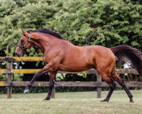 stallion Super Seth xx (Thoroughbred, 2016, from Dundeel xx)