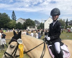 Dressurpferd Three-B Enfys (Welsh-Cob (Sek. C), 2014, von Three-B-Roy Roger)