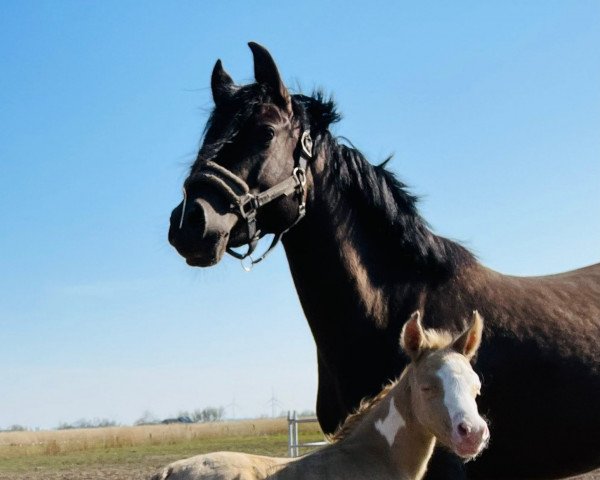 jumper Karamellbonbon (German Riding Pony, 2023, from Expecto Patronum 3)