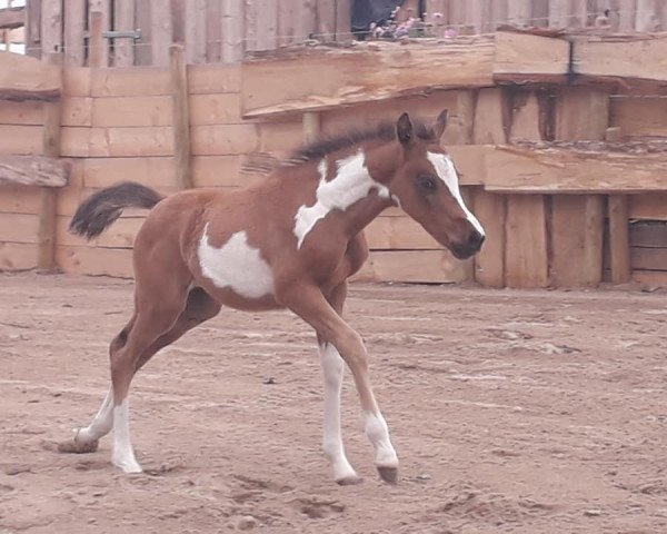 broodmare TeFiti (German Riding Pony, 2019, from Expecto Patronum 3)