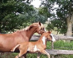 jumper Earl of Lucifer (German Riding Pony, 2021, from Expecto Patronum 3)