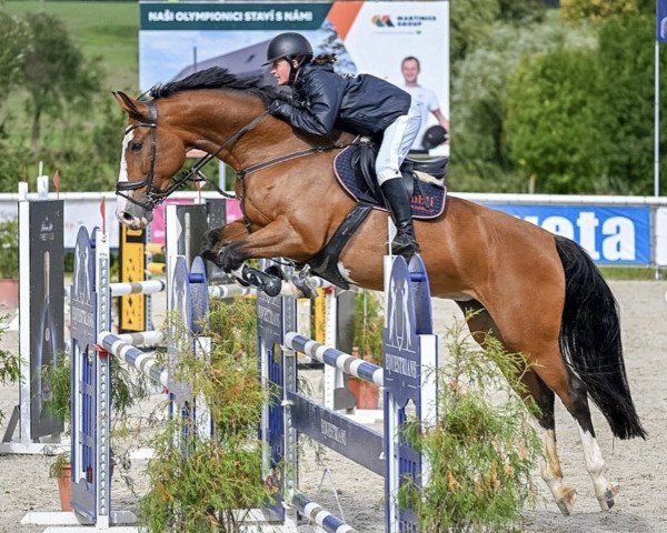 jumper Cat Sun (Czech Warmblood, 2016)